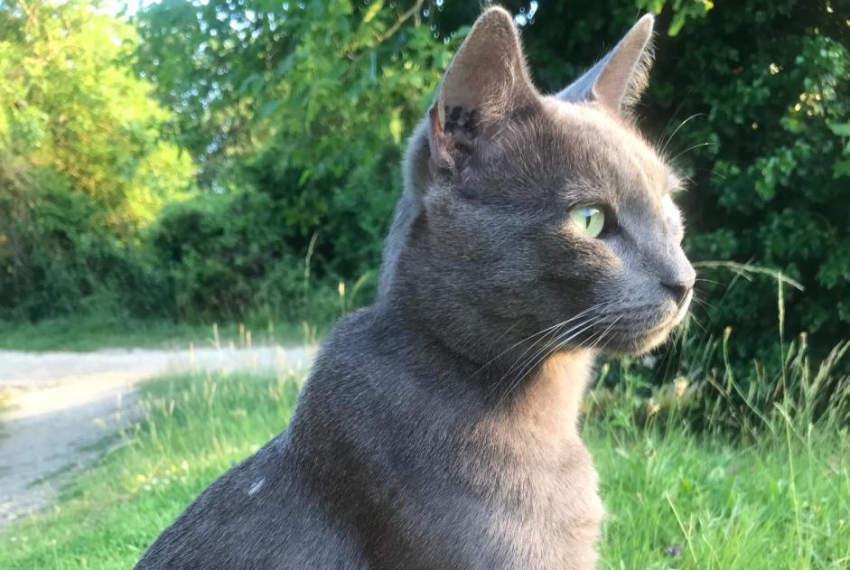 Alerte Disparition Chat  Mâle , 6 ans Beaumont Saint-Cyr France