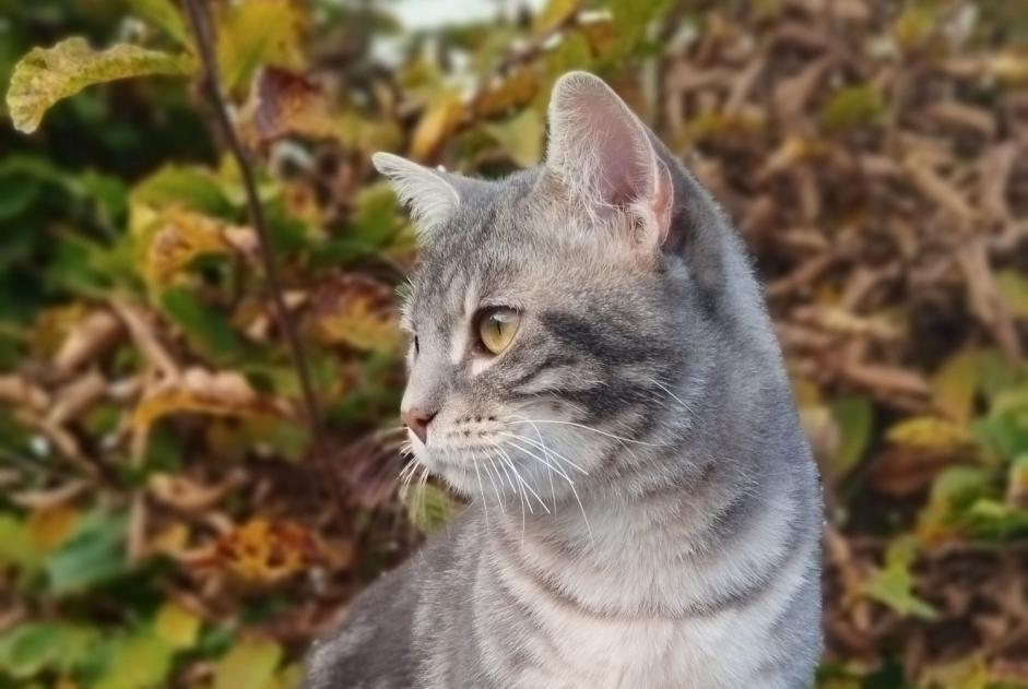 Alerte Disparition Chat croisement Mâle , 1 ans Cesson France