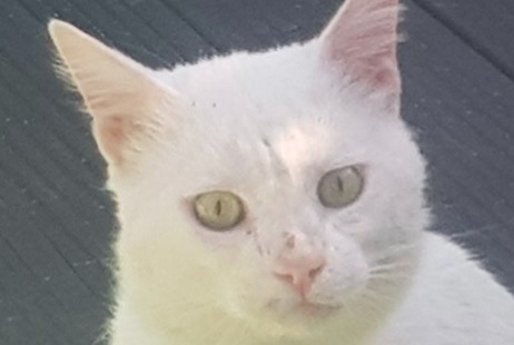 Alerte Disparition Chat  Mâle , 6 ans Aubagne France