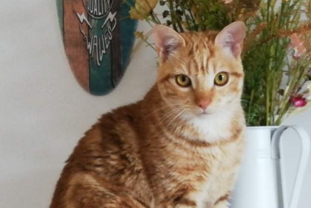 Alerte Disparition Chat  Mâle , 3 ans Cruzilles-lès-Mépillat France