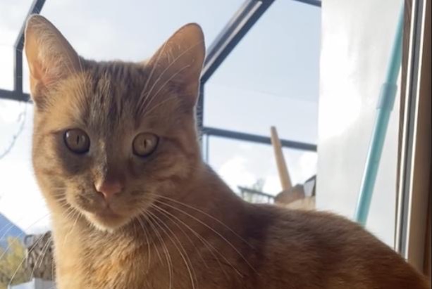 Alerte Disparition Chat Mâle , 2 ans Martigny Suisse