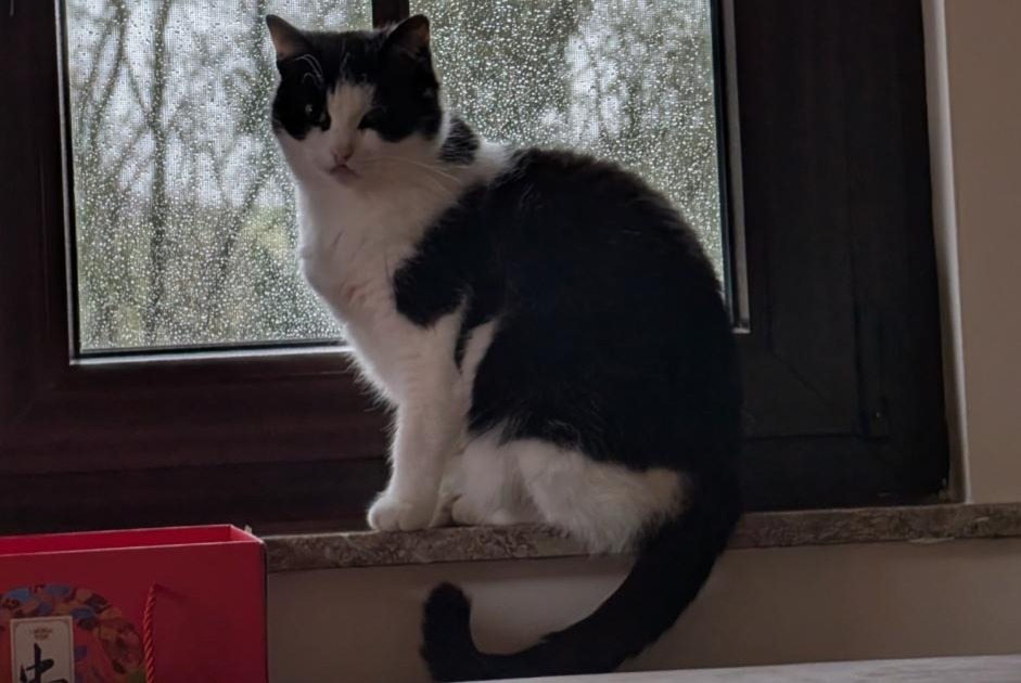 Alerte Disparition Chat Femelle , 9 ans Flémalle Belgique