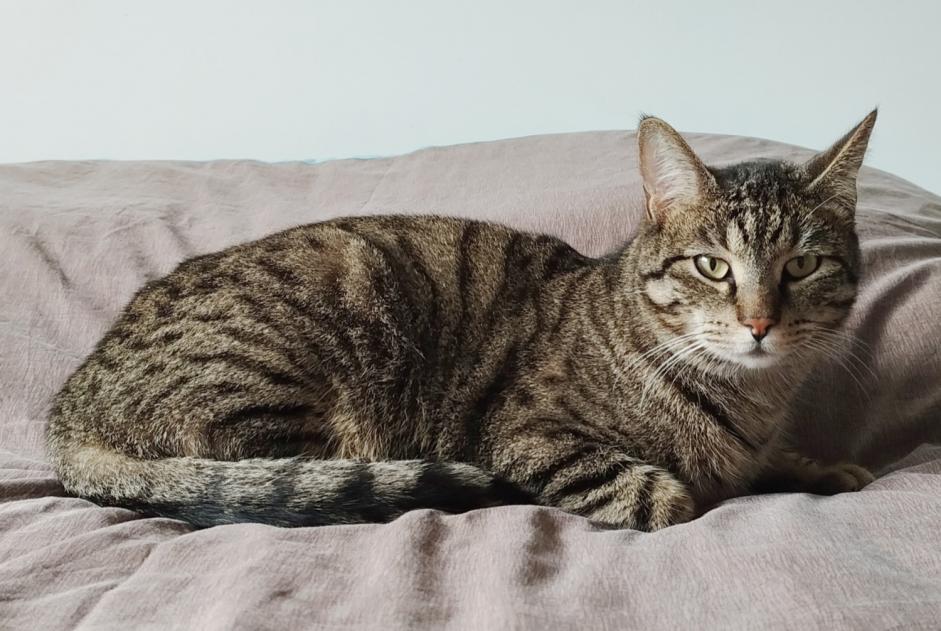 Alerte Disparition Chat Mâle , 2 ans Margaux-Cantenac France