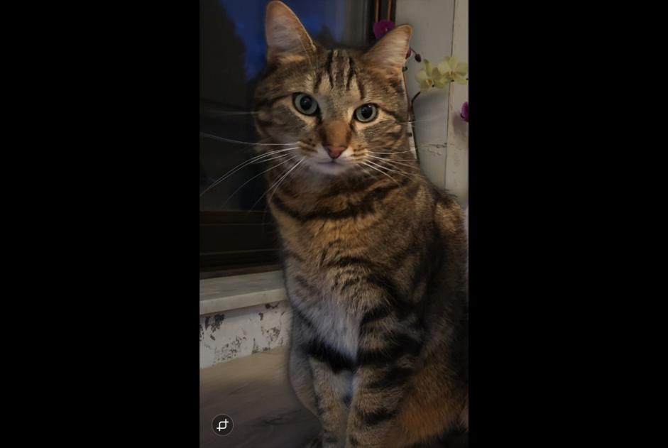 Alerte Disparition Chat  Mâle , 3 ans Nandrin Belgique