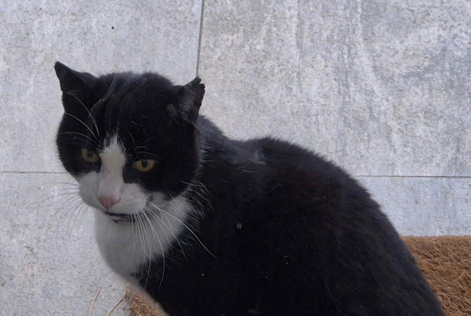 Alerte Découverte Chat Inconnu Yverdon-les-Bains Suisse