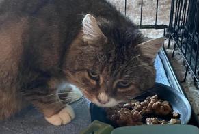 Alerte Découverte Chat croisement Mâle Pont-la-Ville Suisse