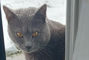 Alerte Découverte Chat Mâle Montet (Glâne) Suisse