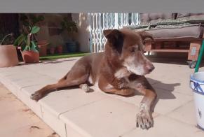 Alerte Disparition Chien croisement Mâle , 10 ans Collbató Espagne