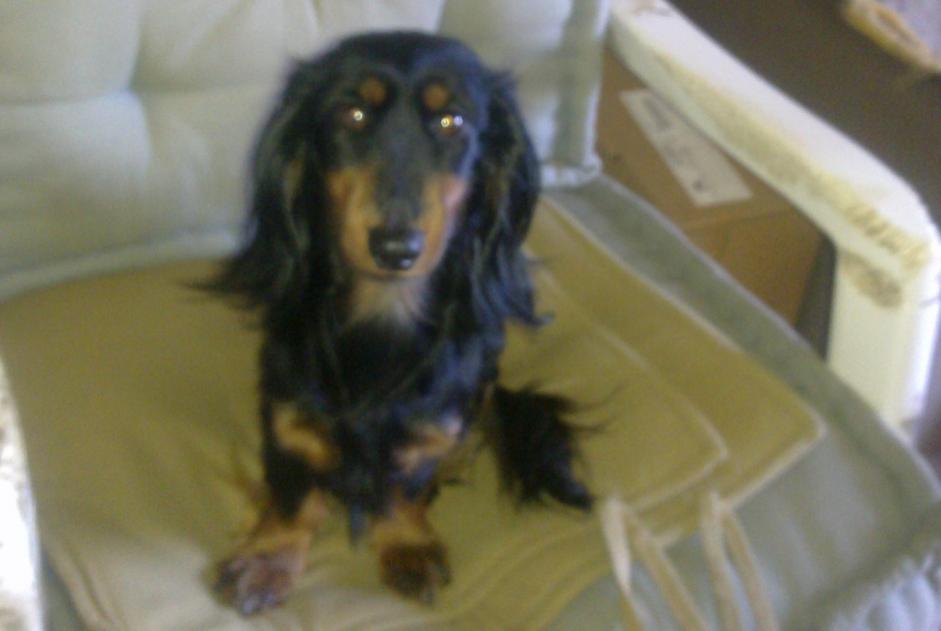 Alerte Disparition Chien  Femelle , 14 ans Le Cannet France