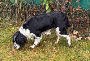 Alerte Découverte Chien Femelle Saint-Jorioz France