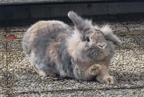 Alerte Disparition Lapin Femelle , 2025 ans Le Landeron Suisse