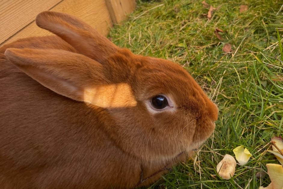 Alerte Découverte Lapin Inconnu Bourg-en-Bresse France