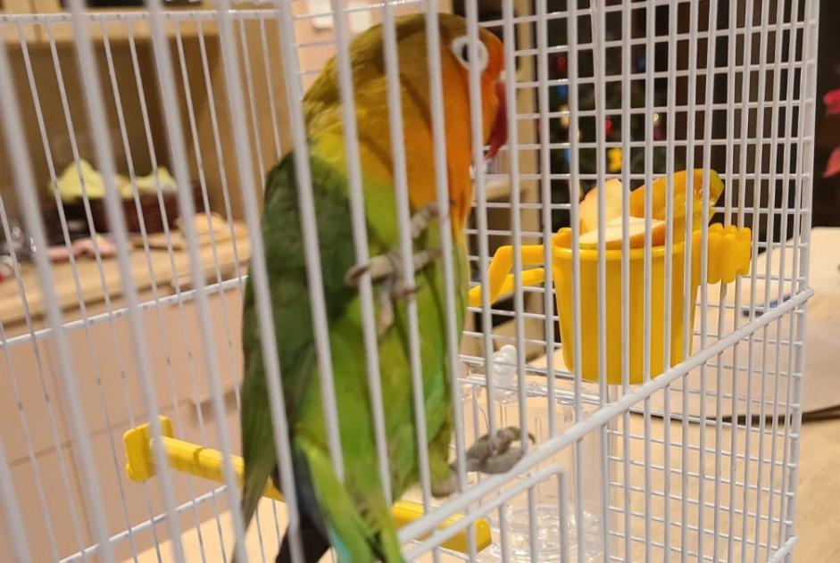 Alerte Découverte Oiseau Inconnu Niederbronn-les-Bains France