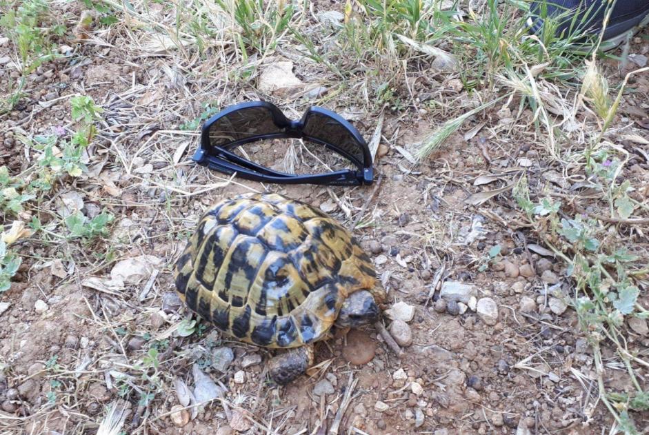 Alerte Disparition Tortue Mâle , 2025 ans Mougins France