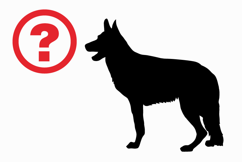 Discovery alert Dog miscegenation Male , 5 years Seneffe Belgium