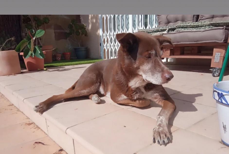 Avviso scomparsa Cane incrocio di razze Maschio , 10 anni Collbató Spagna