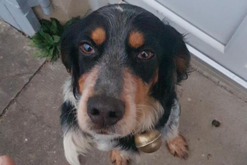 Avviso Ritrovamento Cane incrocio di razze Femmina Saint-Georges-Antignac Francia