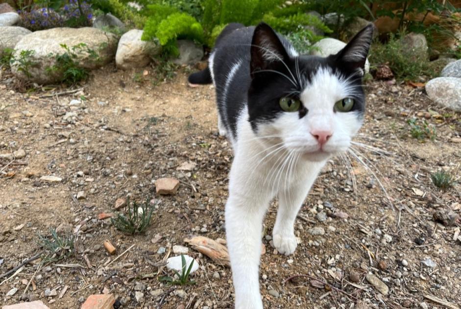 Avviso scomparsa Gatto Maschio , 5 anni Perpignan Francia