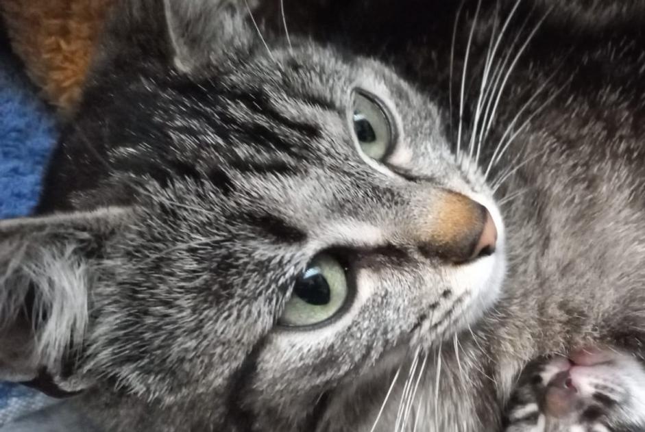 Avviso scomparsa Gatto  Femmina , 2 anni Anse Francia