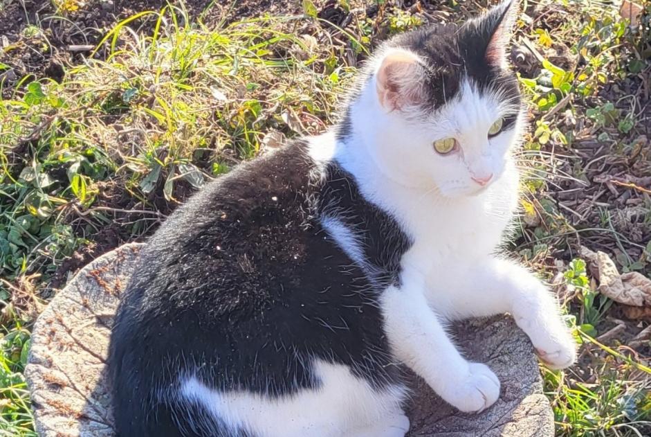 Avviso scomparsa Gatto Femmina , 4 anni Blonay - Saint-Légier Svizzera