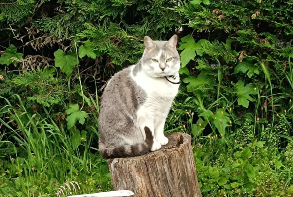 Avviso scomparsa Gatto  Femmina , 7 anni Lempdes Francia