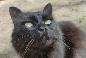 Avviso scomparsa Gatto Femmina , 11 anni Crolles Francia