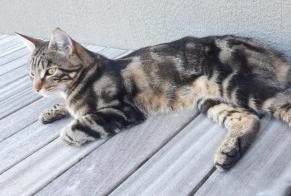 Avviso scomparsa Gatto Maschio , 3 anni Estavayer Svizzera