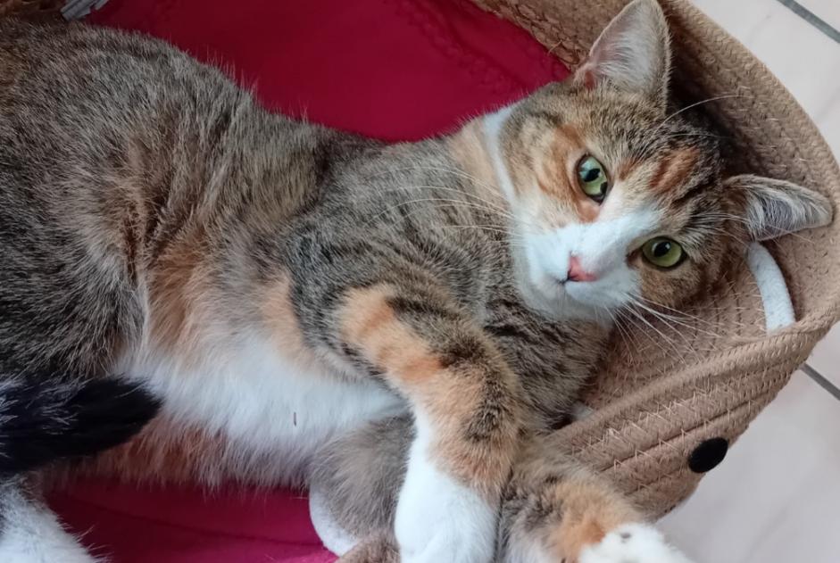 Avviso scomparsa Gatto incrocio di razze Femmina , 2 anni Verviers Belgio