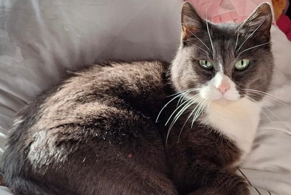 Avviso scomparsa Gatto Femmina , 8 anni Bures-sur-Yvette Francia