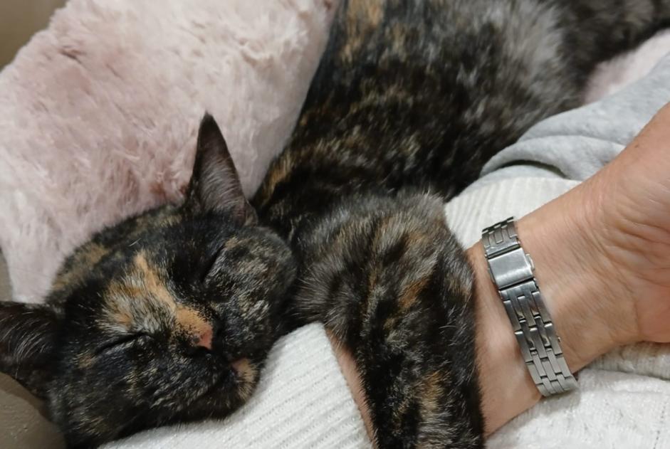 Avviso scomparsa Gatto incrocio di razze Femmina , 1 anni Gondrin Francia