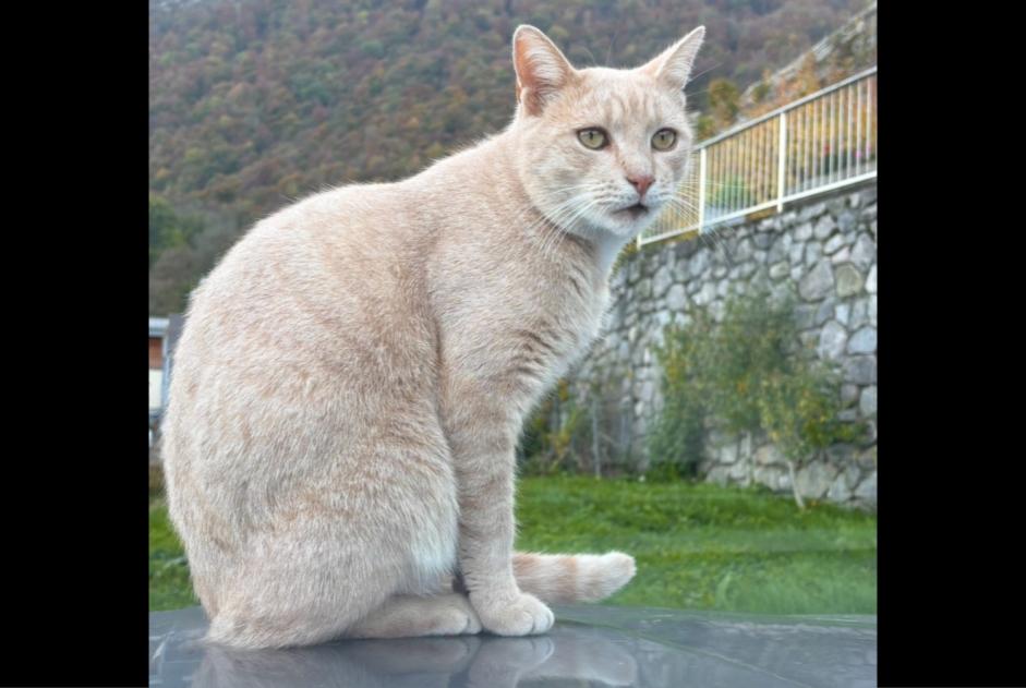 Avviso scomparsa Gatto Maschio , 4 anni Vouvry Svizzera