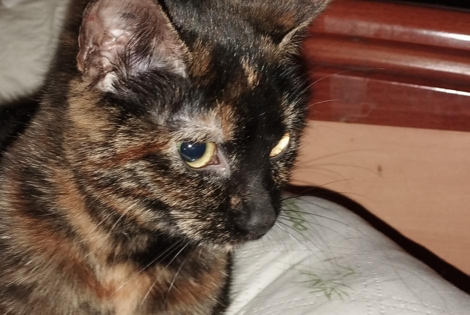 Avviso Ritrovamento Gatto incrocio di razze Femmina Cepoy Francia