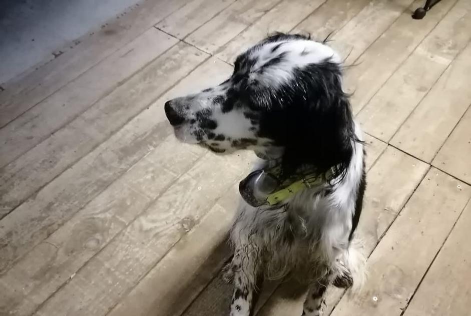 Ontdekkingsalarm Hond  Mannetje Ygos-Saint-Saturnin Frankrijk