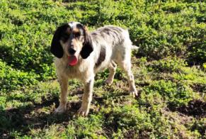 Ontdekkingsalarm Hond Mannetje Poudenas Frankrijk