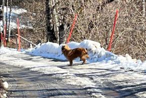 Ontdekkingsalarm Hond Onbekend Arbaz Zwitserland