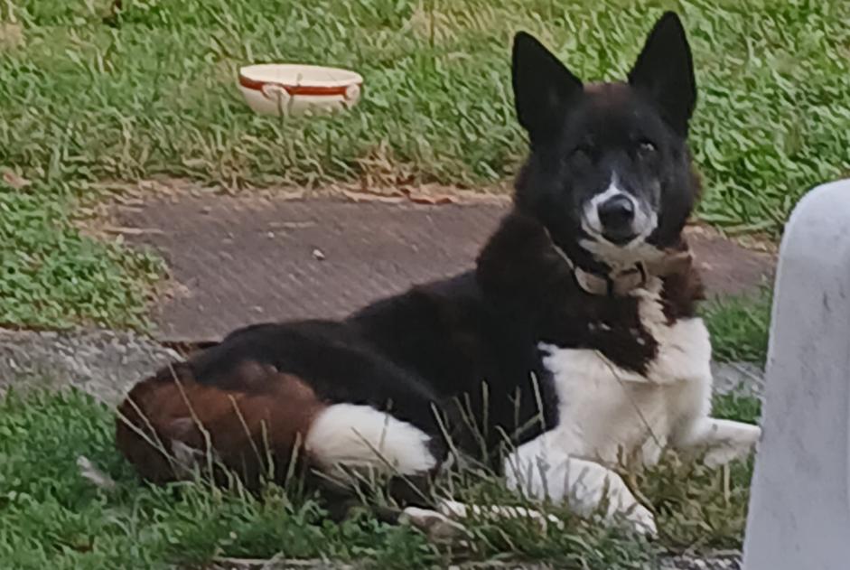 Verdwijningsalarm Hond rassenvermenging Mannetje , 12 jaar Estadens Frankrijk