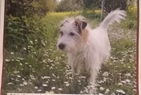 Verdwijningsalarm Hond  Mannetje , 10 jaar Chêne-Bourg Zwitserland