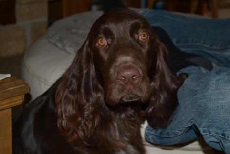 Verdwijningsalarm Hond  Mannetje , 7 jaar Savigny-le-Temple Frankrijk