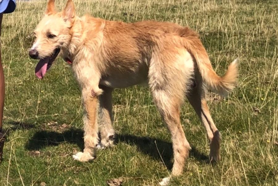 Verdwijningsalarm Hond rassenvermenging Mannetje , 30 jaar Pedralba Spanje