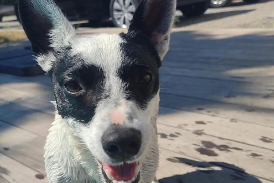 Verdwijningsalarm Hond  Mannetje , 6 jaar Telhado Portugal