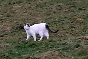 Ontdekkingsalarm Kat rassenvermenging Mannetje Le Landeron Zwitserland