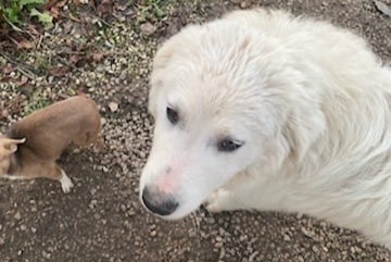 Alerta desaparecimento Cão  Fêmea , 1 anos Thollon-les-Mémises France