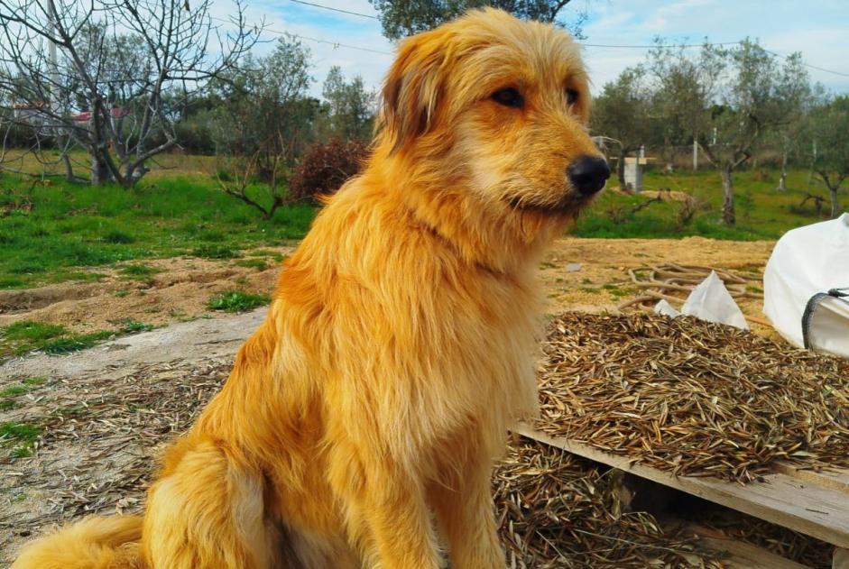 Alerta desaparecimento Cão Macho , 1 anos Mata Portugal