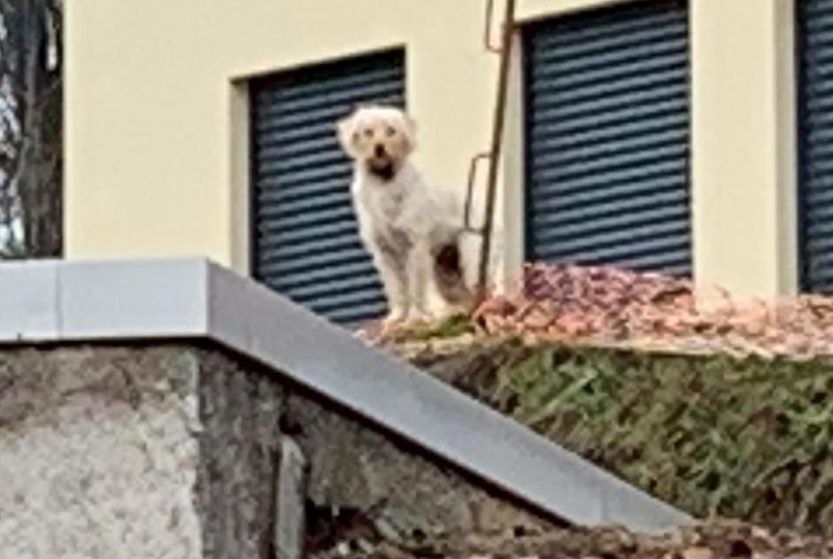 Alerta descoberta Cão Desconhecido , 5 anos Useldange Luxembourg