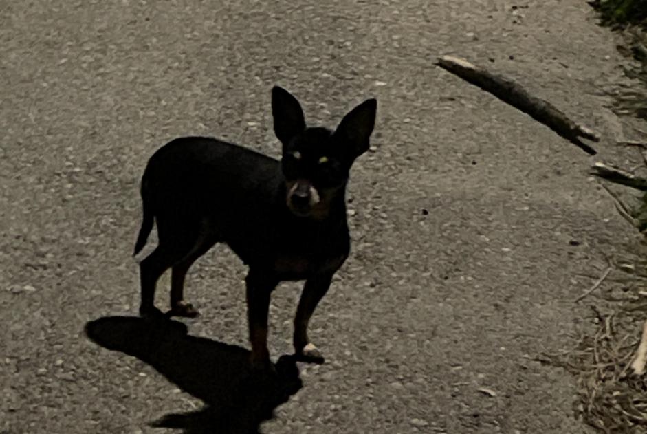 Alerta descoberta Cão Desconhecido Lucciana France