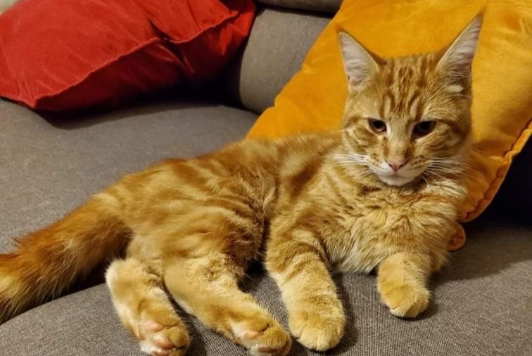 Alerta desaparecimento Gato Macho , 2 anos Troyes France