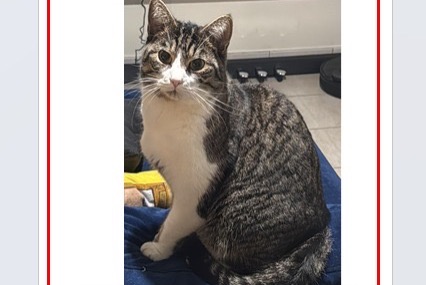 Alerta desaparecimento Gato  Macho , 6 anos Ottignies-Louvain-la-Neuve Belgium