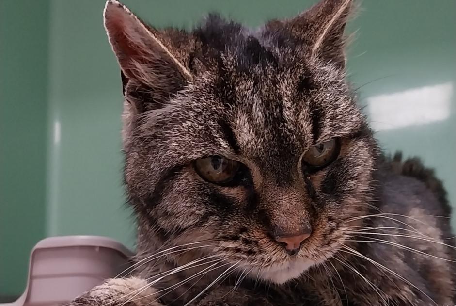 Alerta descoberta Gato cruzamento Macho Parempuyre France