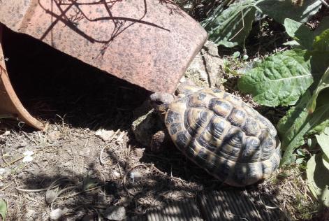 Alerta desaparecimento Tartaruga Macho La Roche-sur-Yon France